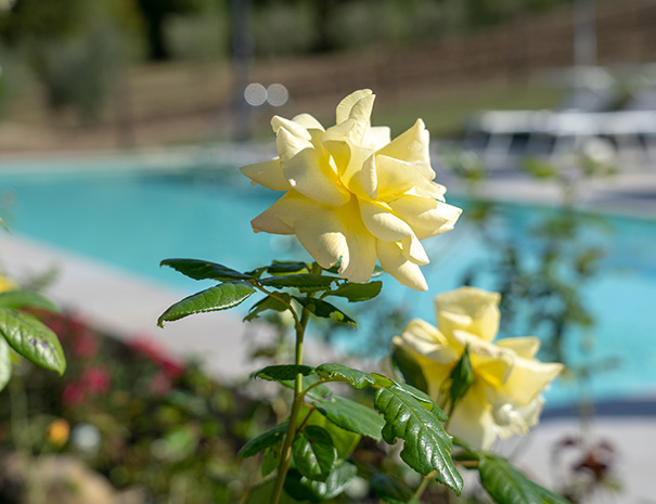 Foto ravvicinata di una rosa sbocciata nel giardino dell’Agriturismo Montelovesco. Altre rose della stessa tipologia e la piscina dell’agriturismo fanno da sfondo sfocato all’immagine.