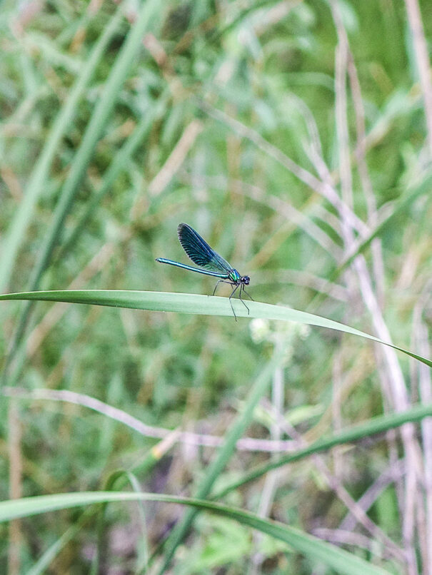 Inquadratura ravvicinata di una libellula appoggiata a un filo d’erba in mezzo a un prato.