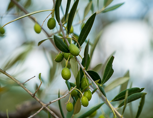 Foto ravvicinata del dettaglio di un ramo di olivo. Sul ramo sono presenti molte foglie e le olive ancora non mature.