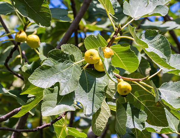 Inquadratura ravvicinata su una pianta di fico che si trova nei giardini dell’Agriturismo Montelovesco. Nella foto si distinguono le foglie di questo albero e alcuni dei suoi frutti maturi.
