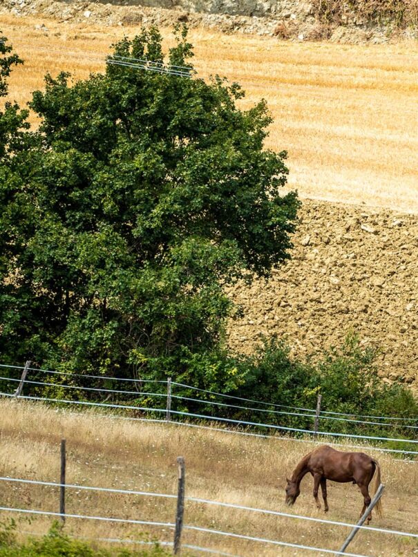 Foto dall’alto di una sezione di terreno coltivabile che circonda l’Agriturismo Montelovesco. Intorno ai terreni, crescono piante di varie tipologie. Nella parte bassa della foto, un cavallo sta mangiando l’erba.